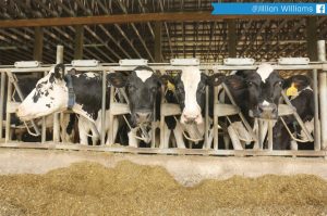 Mastitis in fresh heifers A major problem