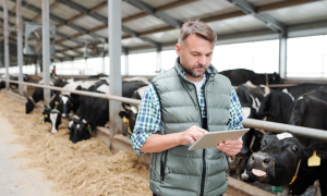 Michigan pays dairy farmers affected by avian flu