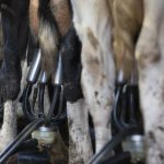 Milk prices rise above 40p litre as volumes fall