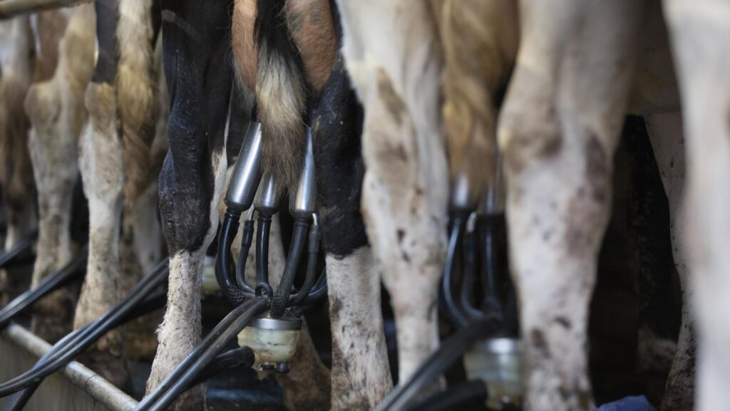 Milk prices rise above 40p litre as volumes fall