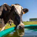 More than milk production Long-term effects of heat stress