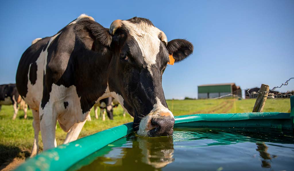 More than milk production Long-term effects of heat stress