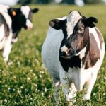 NMPF board calls for milk pricing fairness