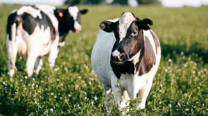 NMPF board calls for milk pricing fairness