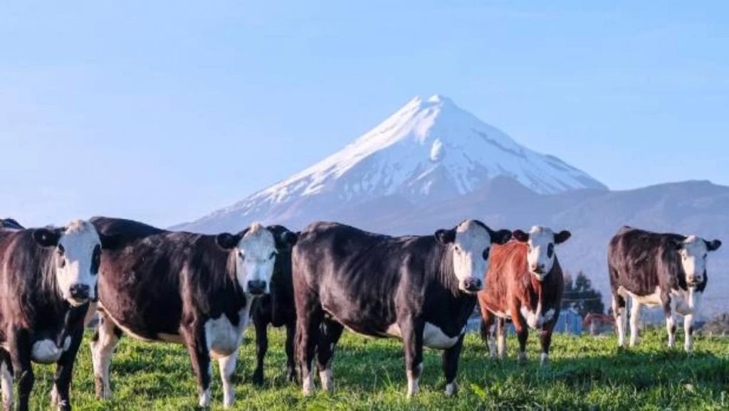 New Zealand dairy industry sees great opportunities in China