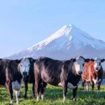 New Zealand dairy industry sees great opportunities in China