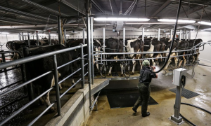 New Zealand farmers say fair methane target will avoid closures