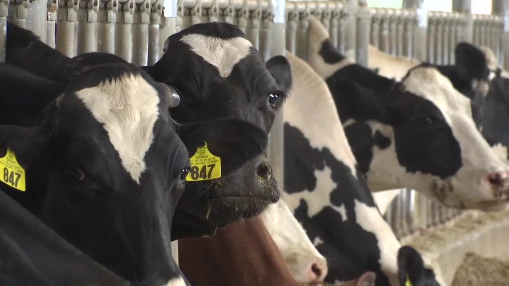 New testing required for dairy cows before events due to influx of bird flu