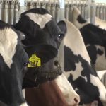 New testing required for dairy cows before events due to influx of bird flu