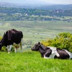 Organic Herd to pay dairy farmers 51p per litre from July