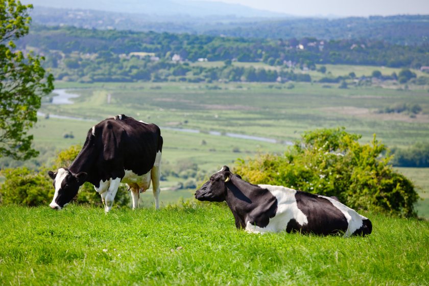 Organic Herd to pay dairy farmers 51p per litre from July