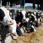 Senators push to restore Class I pricing formula for dairies