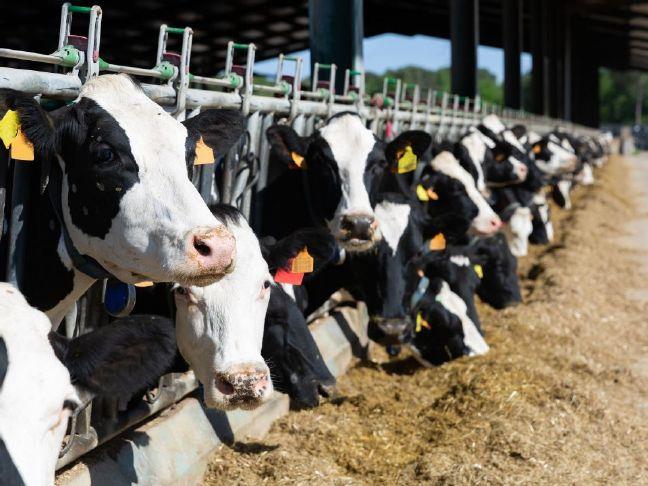 Senators push to restore Class I pricing formula for dairies