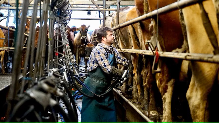 Shoppers are paying more for milk, but the dairy farmers who produce it are getting paid less