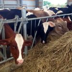 TESTING REQUIRED IF SHOWING LACTATING DAIRY COWS IN MN THIS SUMMER