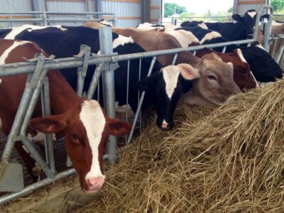 TESTING REQUIRED IF SHOWING LACTATING DAIRY COWS IN MN THIS SUMMER
