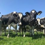 Teamwork driving on dairy farm efficiency at Broughshane