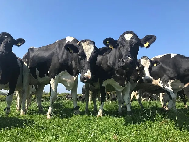 Teamwork driving on dairy farm efficiency at Broughshane