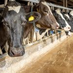 The Dairy Industry Must Act Faster to Keep H5N1 from Starting a Human Epidemic