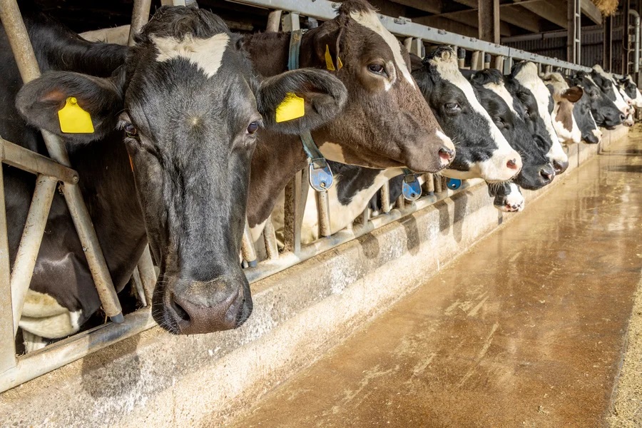 The Dairy Industry Must Act Faster to Keep H5N1 from Starting a Human Epidemic