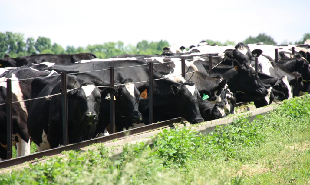 These Midwest states are taking a proactive approach to bird flu testing in dairy cattle