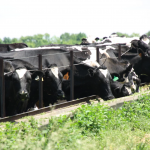 These Midwest states are taking a proactive approach to bird flu testing in dairy cattle