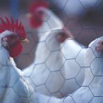 Understanding transmission of the avian influenza virus