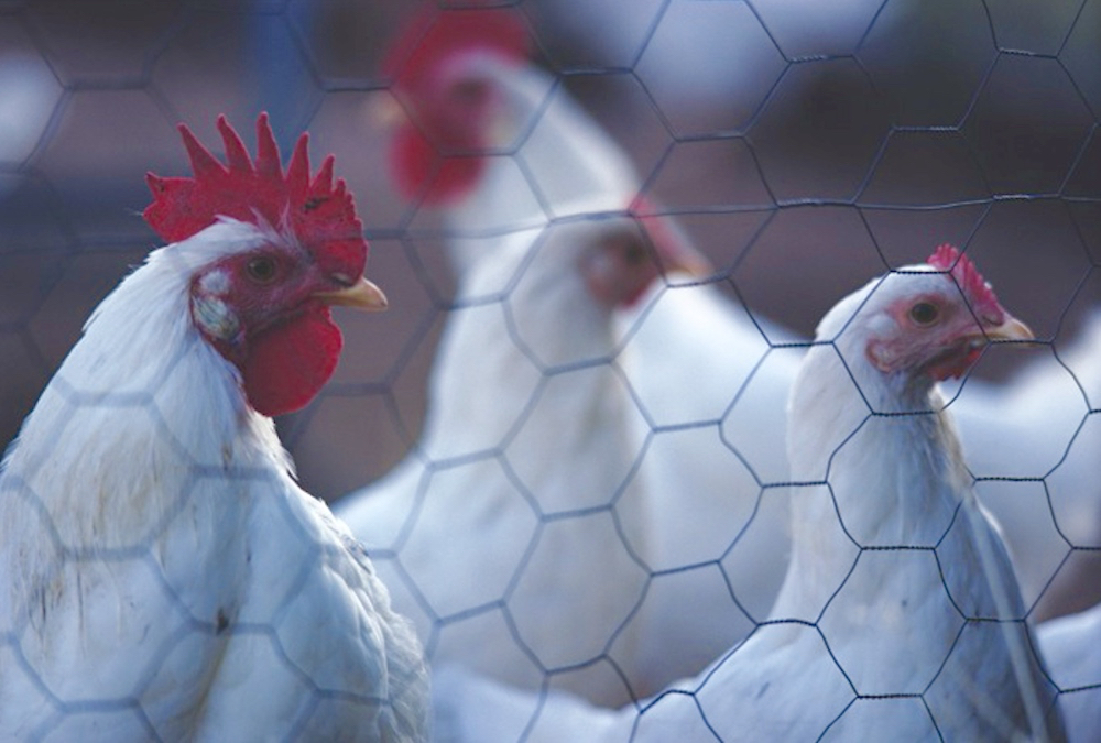 Understanding transmission of the avian influenza virus