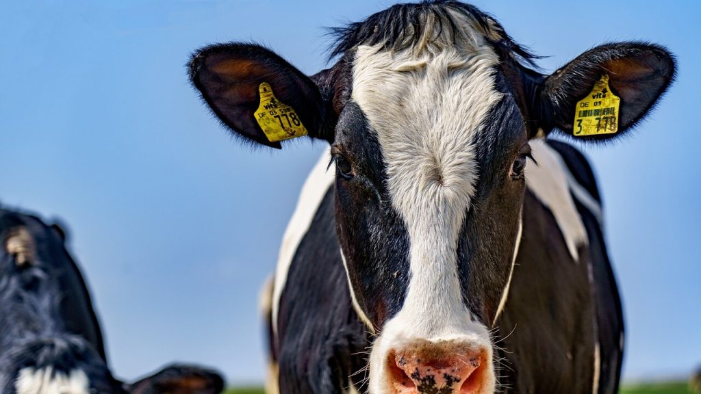 Warning that dairy sector could face ‘massive restructuring