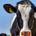 Warning that dairy sector could face ‘massive restructuring