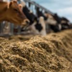 Washington Dairy Cows Turn Wasted Food into Environmental Upcycling