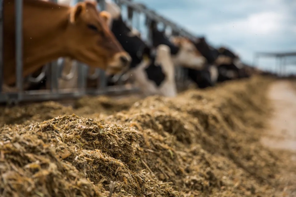 Washington Dairy Cows Turn Wasted Food into Environmental Upcycling