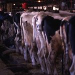 Why Michigan cows may hold key to stopping bird flu spread