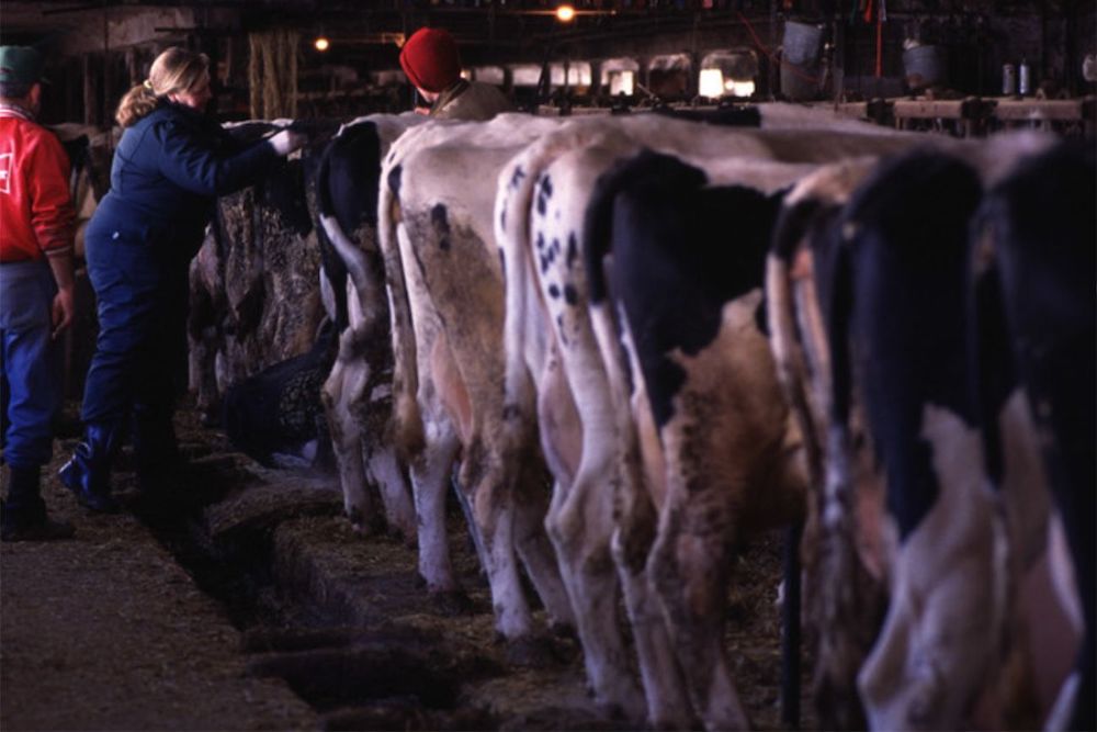 Why Michigan cows may hold key to stopping bird flu spread