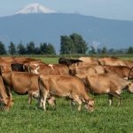 1.5 Million in Grant Funding Available to Dairy Processors