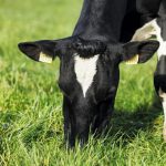 71% of consumers trust Irish dairy farmers to look after environment - NDC