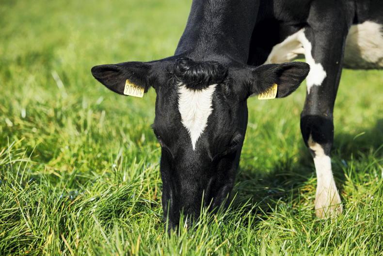 71% of consumers trust Irish dairy farmers to look after environment - NDC