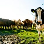 America Next Irish Farmers Face Slaughtering 41,000 Cows Over Regulations to Fight Climate Chang