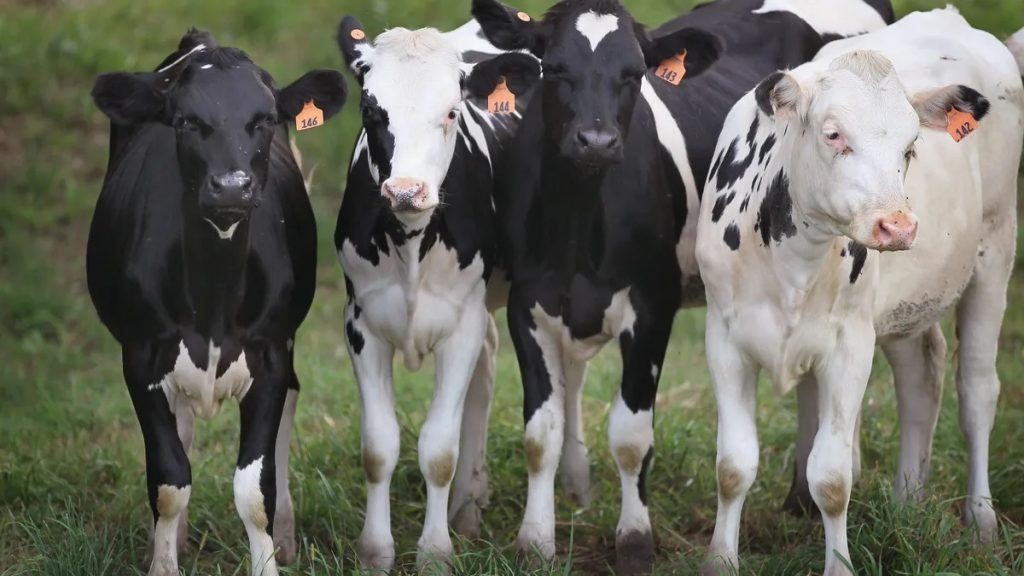 An inside look at how Michigan is dealing with bird flu in dairy cows and humans