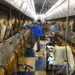 As-bird-flu-spreads-on-dairy-farms-an-‘abysmal-few-workers-are-tested