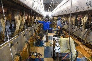 As-bird-flu-spreads-on-dairy-farms-an-‘abysmal-few-workers-are-tested