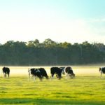 Australian dairy farmers “in reach” of another profitable year ahead - RaboBank