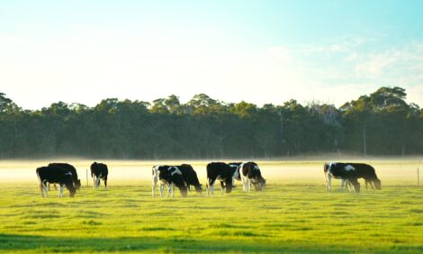 Australian dairy farmers “in reach” of another profitable year ahead - RaboBank