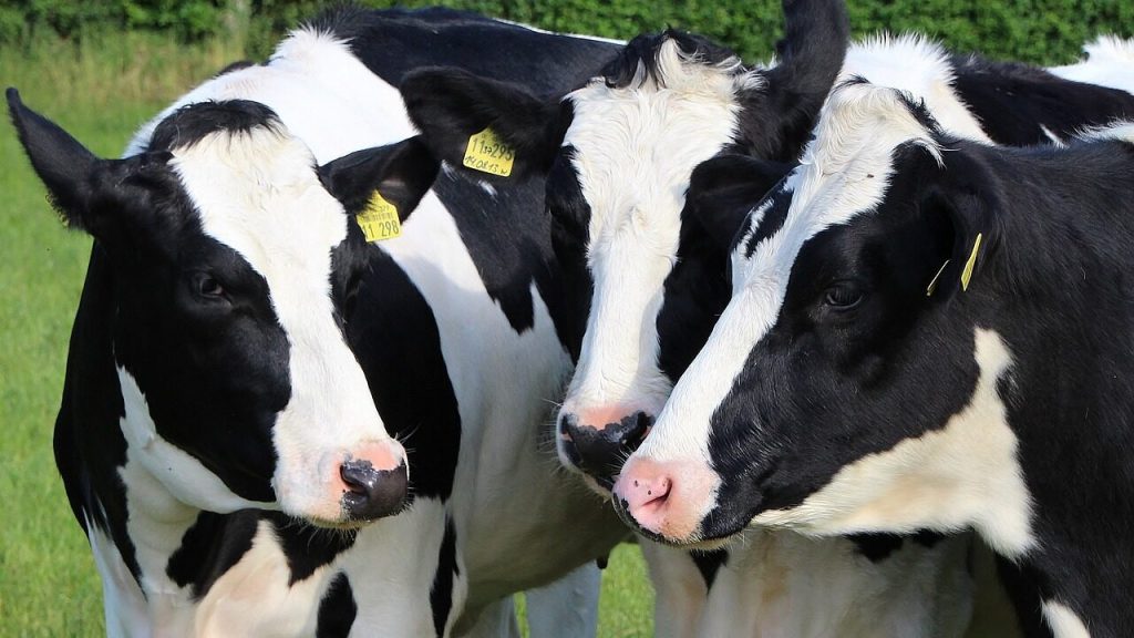 Average dairy farmer income falls 69% to €49,500 in 2023 – report