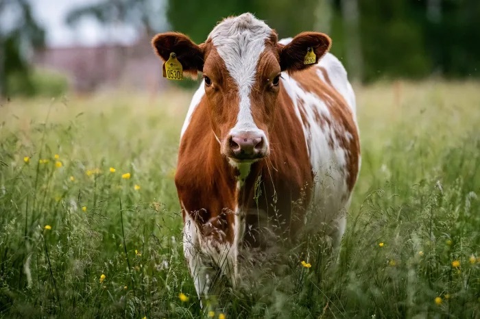 Bird flu concerns mean no live cattle births at Minnesota State Fair