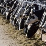 Bird flu concerns rise Missouri urged to increase dairy cow testing