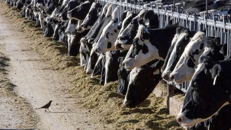 Bird flu concerns rise Missouri urged to increase dairy cow testing