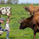 Bringing Back Local Milk, Ice Cream, and Cheese