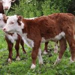 Calf welfare strategies for dairy farms