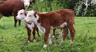 Calf welfare strategies for dairy farms